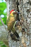 Green-barred Woodpeckerborder=